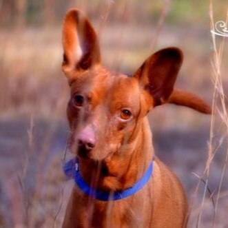 My human says I'm stubborn. I'm 17 & ran out of shits to give. My human is a serial entrepreneur, amateur brewer & contr...