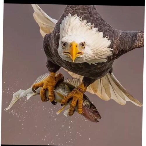 Patriotic American. Smart enough to bury Liberals with facts, dumb enough to hope 1 might care about facts! The wheels o...