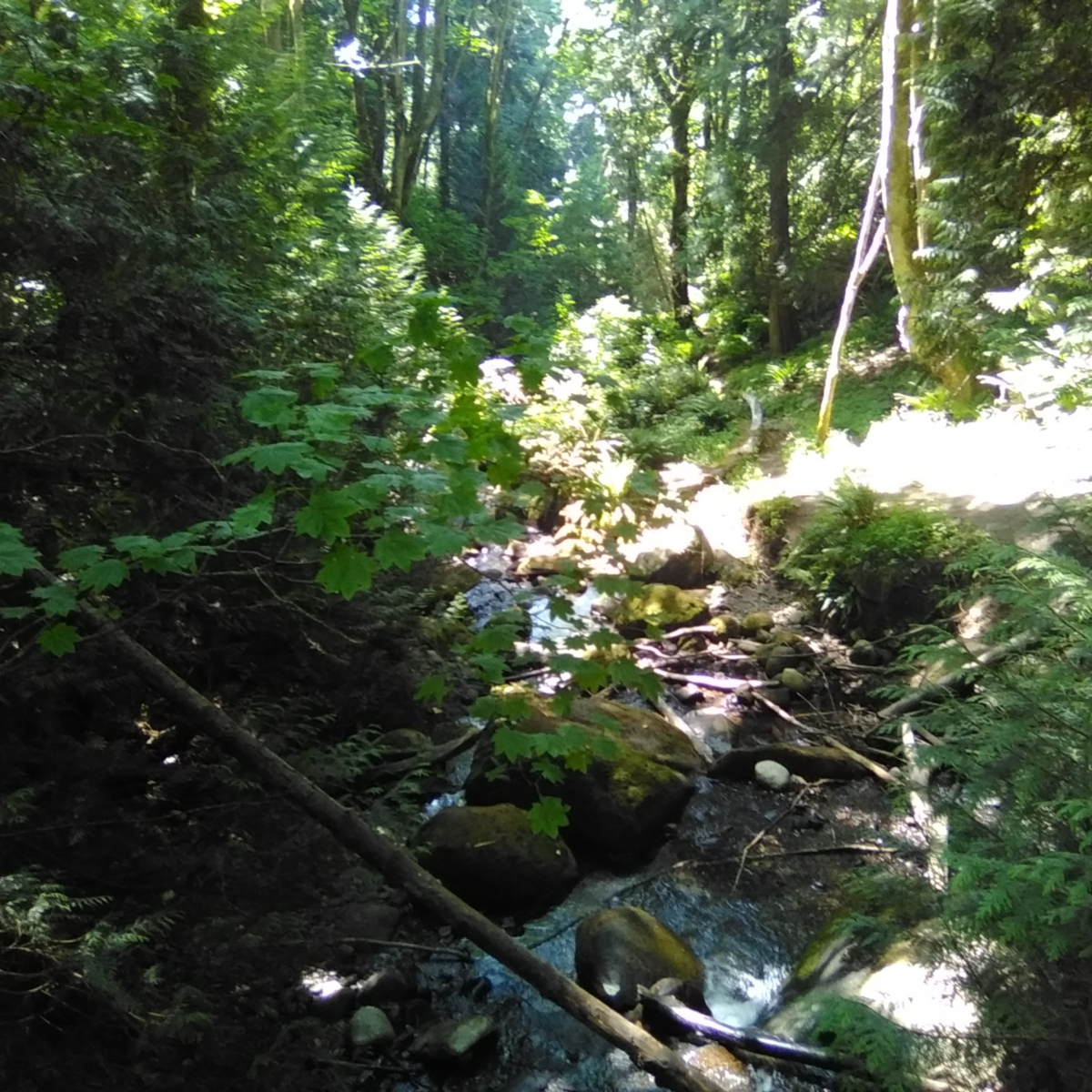 Canadian patriot, surrounded by commies.....