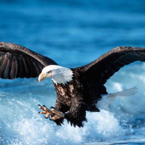 🇺🇸 Save America 🇺🇸
we mutually pledge to each other our Lives, our Fortunes and our sacred Honor.