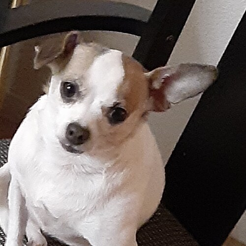 Trump supporter MAGA 1st Amendment 2 Amendment Christian Conservative Stop abortion  no LGBTQ rights stop Illegal immigr...