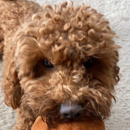 believer, wife, mom, America First, conservative supporter