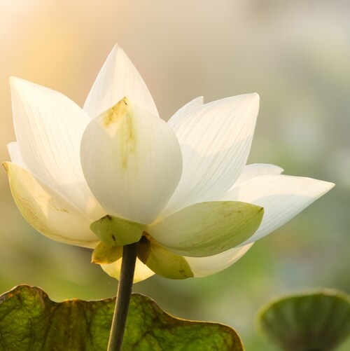 マスクするなら30枚!!!