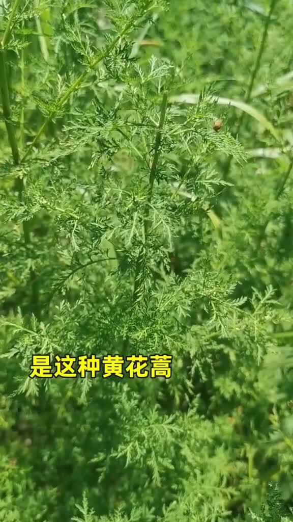 🆘🆘🆘大家都要注意安全使用．并了解青蒿素的的基本原理。

另共匪拥有……D -Nab和B-Nab 和B干拢素合成的病毒解药大约有五种已合成100%的解药

青蒿素是目前我们普通人容易最能得到的99.99%的预防．解除CCP毒．和打了一真疫苗后负作用的有效解药。

那五种解药．我们基本也将会得到🙏🙏🙏🙏🙏🙏🙏

【疟疾药青蒿素(Artemisinin)和双氢青蒿(Dihydroartemisinin)是从黄花蒿中提取[4]。中国女药学家屠呦呦从中医古籍《肘后备急方》里得到启发，通过对提取方法的改进，首先发现中药青蒿的提取物有高效抑制疟原虫的成分，这一发现在抗疟疾新药青蒿素的开发过程中起到关键性的作用。她也因此获得2011年拉斯克奖和2015年诺贝尔生理学或医学奖】