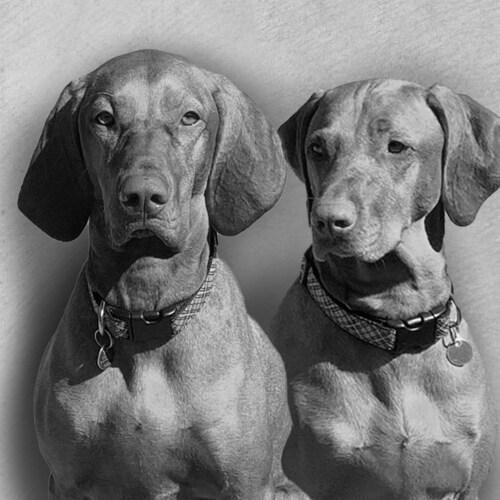 Happy conservative great chef 

think freely ….speak freely freedom is priceless