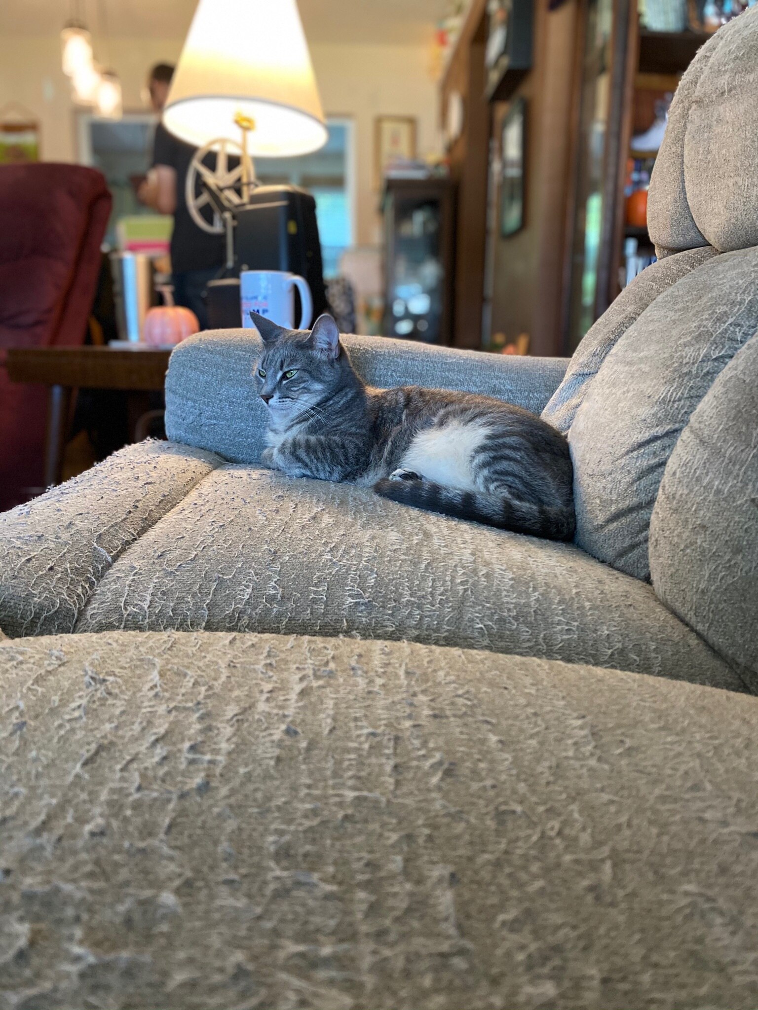 This dainty little touch me not is living her best life.❤️