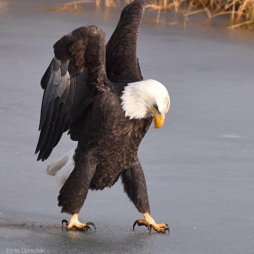 Mom. Freedom isn't free. 🇺🇸