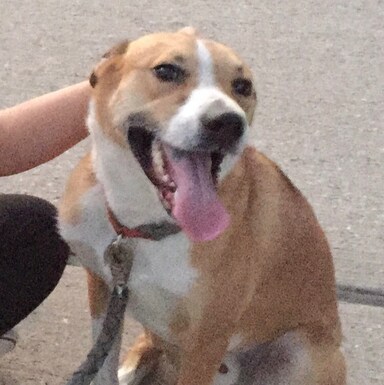 Broudog