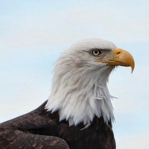 podcast about politics and current events. currently on Spotify , castbox,anchor, and stitch . look it up and give it a ...