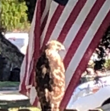 patriotbb