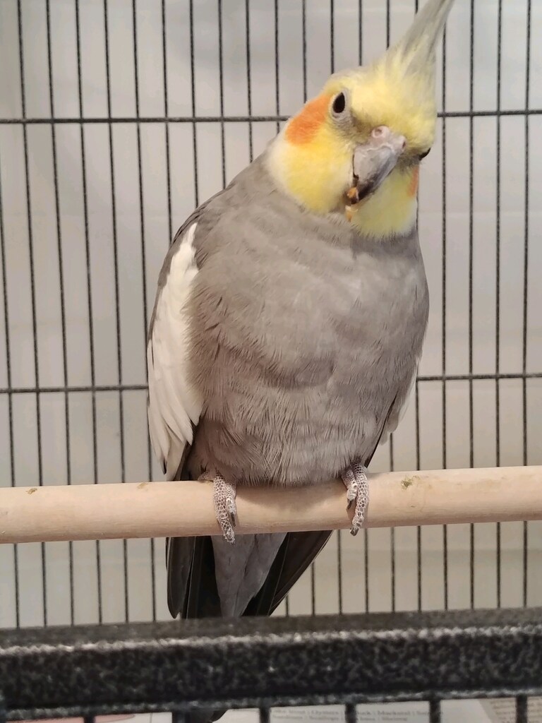 Ollie