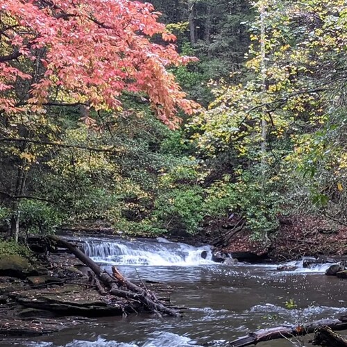 Strong minds resist mass psychosis