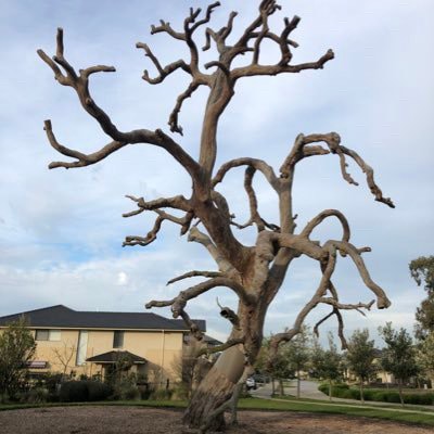 🇦🇺 Jesus follower, reformed tradition, conservative (libertarian lean). Slow but measured. I think I’m funny, but my k...