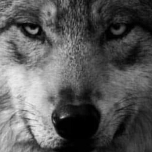 🇺🇲⚔️Phantom_Trooper⚔️🇺🇲