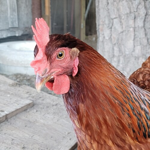 Christian wife and mother.  MAGA, America First conservative