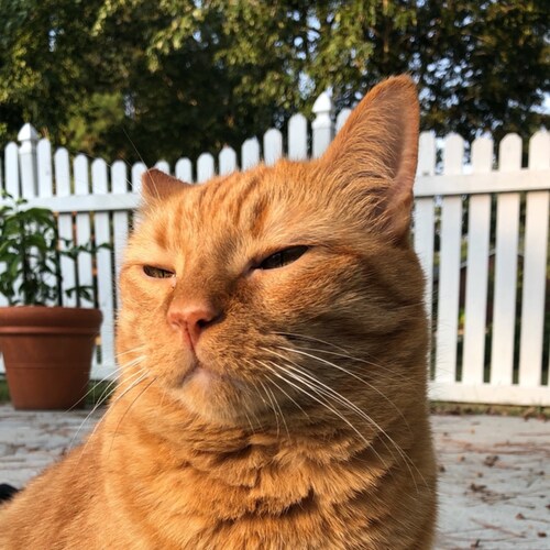 Father, Husband, Son, Brother, Patriot