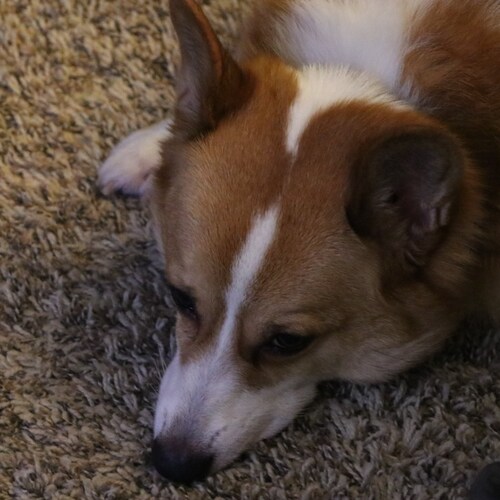 Jehgaah, Chapel, Comoditus, Simon, etc.... Can't silence this Constitutional Conservative #TrumpWon #ConstitutionalRepub...