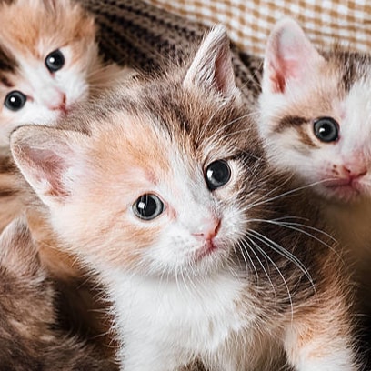 Visit Awakenow8's profile on GETTR. View their posts, photos, videos, and connect with them on the social platform.