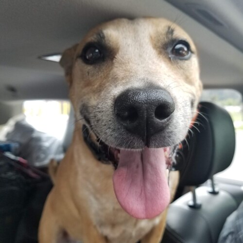 Veterinarian technician in Central Florida. Horror and Scifi geek.