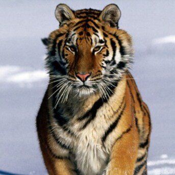 Raised in PG County, MD.  No apologies for being blunt.