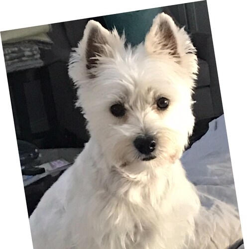 Daugter of the most High God❤️Wife, Mother, Mema,Business owner,True #Patriot. Daughter of a #Veteran, sister of Two #Ve...