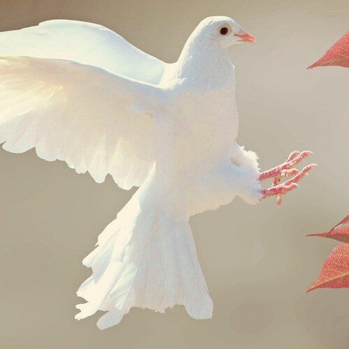 I am Arendra Singh and I live in India. Sorry if I have any mistake.