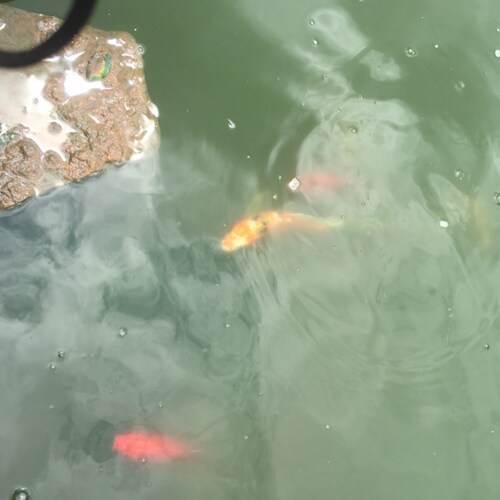 For God so loved the world that HE gave HIS only begotten Son that whosoever believeth in HIM  should not perish , but h...