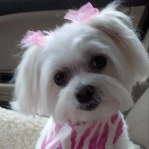 #TrumpIsMyPresident
                 🇺🇸 🇺🇸               
 DemonRats  R DESTRUCTION OF AMERICA

#BidenIsAFreakin...