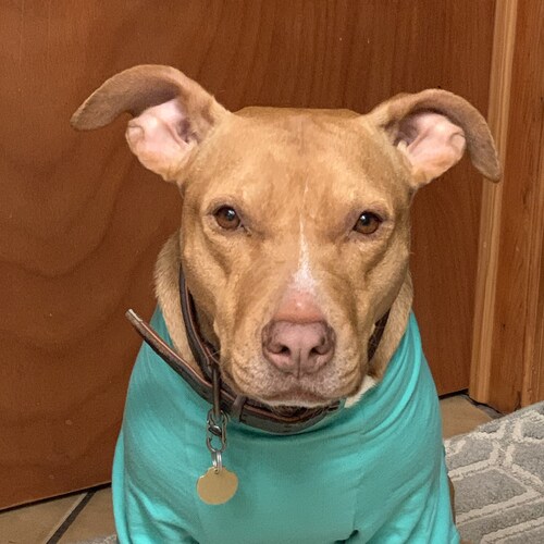 Liberty Loving Dog Trainer