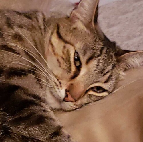 Conservative Family First God Bless America