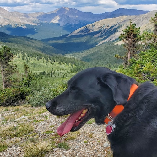 "Those who would give up essential liberty, to purchase a little temporary safety, deserve neither liberty nor safety." ...