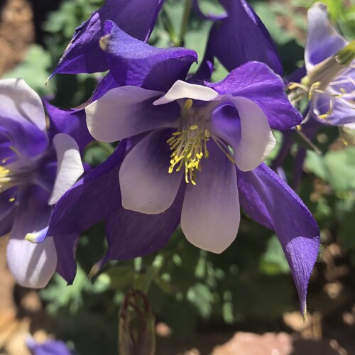 Colorado patriot. MountainMom on Twitter until I was banned with all the other Patriots! WWG1WGA