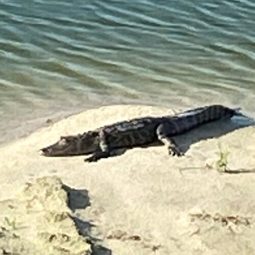 retired speech language pathologist