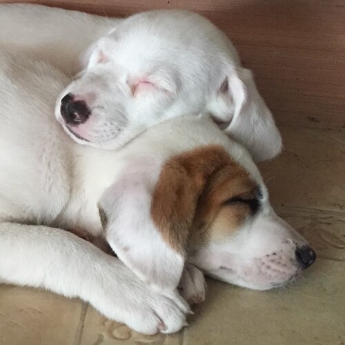 Our American institutions are corrupted, our Constitution is a broken arrow.  Our law-enforcement is being dismantled in...