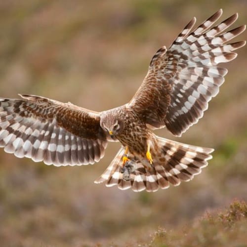 正道主义 唯真不破