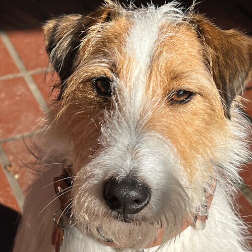 dad/lawyer/SC man/ Bay Area sports.