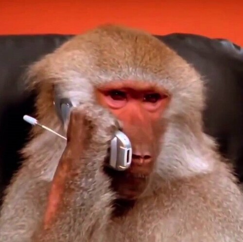 Just a Baboon and his thots