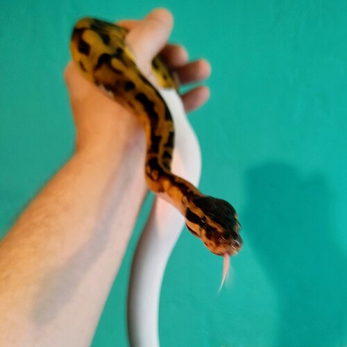 Ball Python Breeder
Military Veteran
Christian Father And Husband
Nature Enthusiast