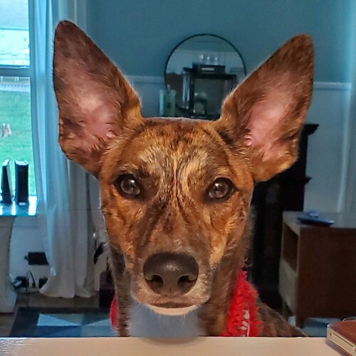 Christian conservative lady, native Texan. Born during America's golden years, desperately longing to restore our great ...