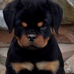 rottiemom
