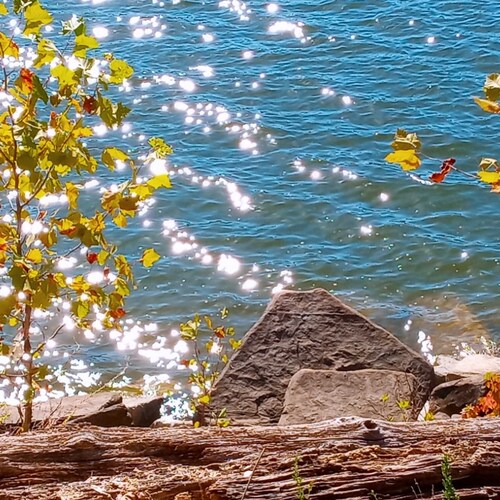 Patriot. DJT supporter. LETS GO BRANDON.