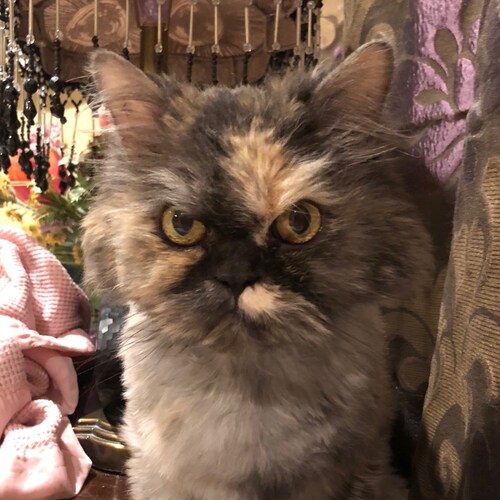 Visit Rjcat's profile on GETTR. View their posts, photos, videos, and connect with them on the social platform.