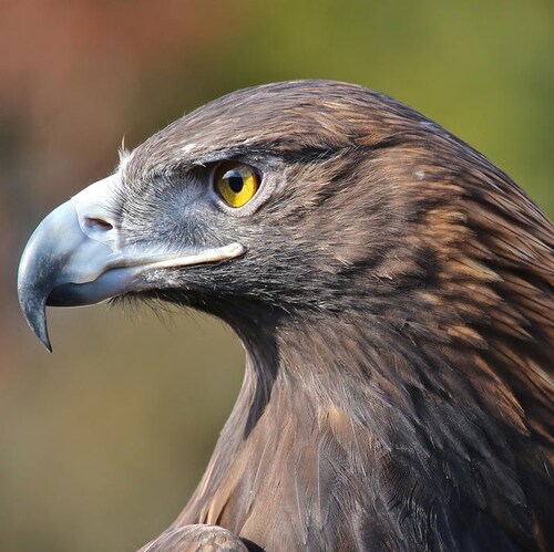 Texas legal immigrant from Wyoming. Oil and gas energy proponent. PVF supplier and automation. Green Chile' addict. Rapp...