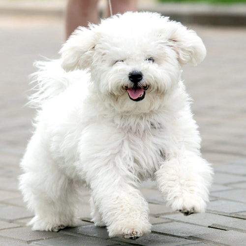 Christian, Patriot, Great-Grandma to 3. I WISH the pup in the photo was mine!
2 THINGS WILL GET YOU BLOCKED: POSTING
CCP...