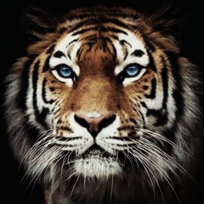 ⚔️ Ungeimpft! Unvaccinated! ⚔️