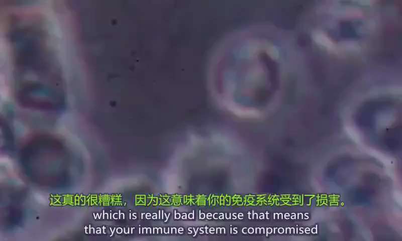 再看一次打了疫苗的血液和沒打疫苗的血液。