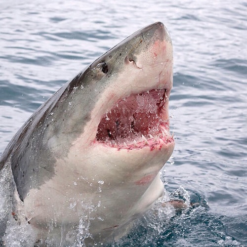 Entirely too analytical to play nicely with complete idiots and stupid politicians.

Marched into chow with Platoon 2067...