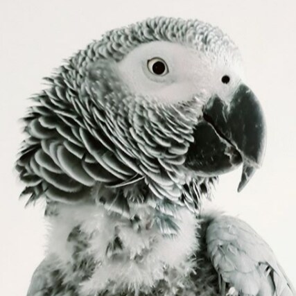 The most talkative TikTok Parrot Parrot, 100% original own content to make U smile. Joined Gettr to get connected with fans ❤