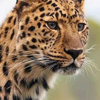 Conservateur -anti-fa- BLM- LGTB- racaille- islamo gauchiste- progressistes (évidemment) - pour la loi et  l'ordre au pr...