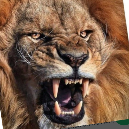 AMERICA ALWAYS FIRST , LETS GO BRANDON